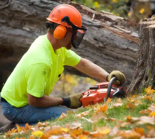 tree services Morley